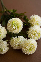 Bundle of 7 Artificial White Ball Dahlias