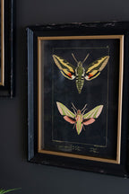 Set of 2 Framed Moth Prints Under Glass