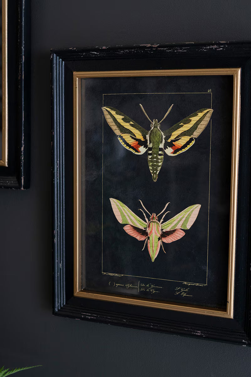 Set of 2 Framed Moth Prints Under Glass