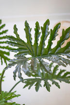 Artificial Philodendron in a Black Plastic Pot