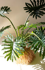 Artificial Philodendron in a Black Plastic Pot