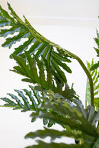 Artificial Philodendron in a Black Plastic Pot
