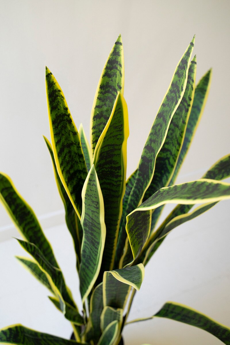 ARTIFICAL MOTHER-IN-LAW TOUNGE IN BLACK PLASTIC POT