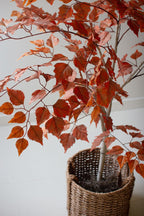 Artificial Autumn Birch Tree in a Black Plastic Pot