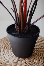 Artificial Yellow Fern in a Black Plastic Pot